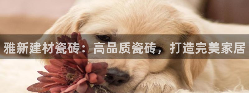 杏鑫主管